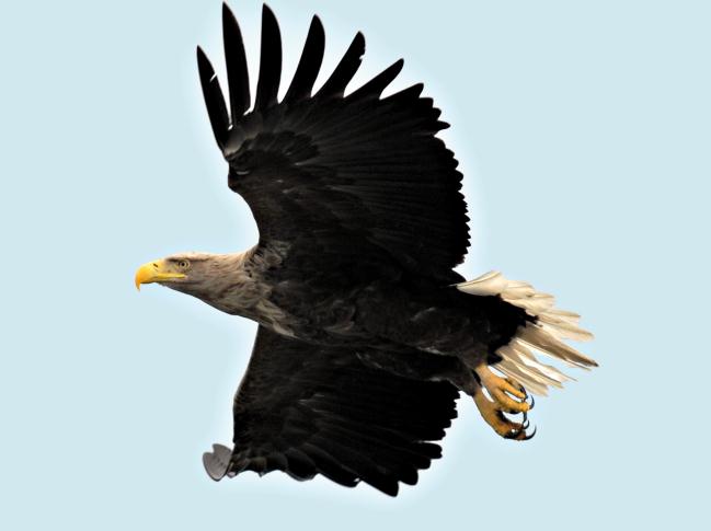 White-tailed Sea-eagle